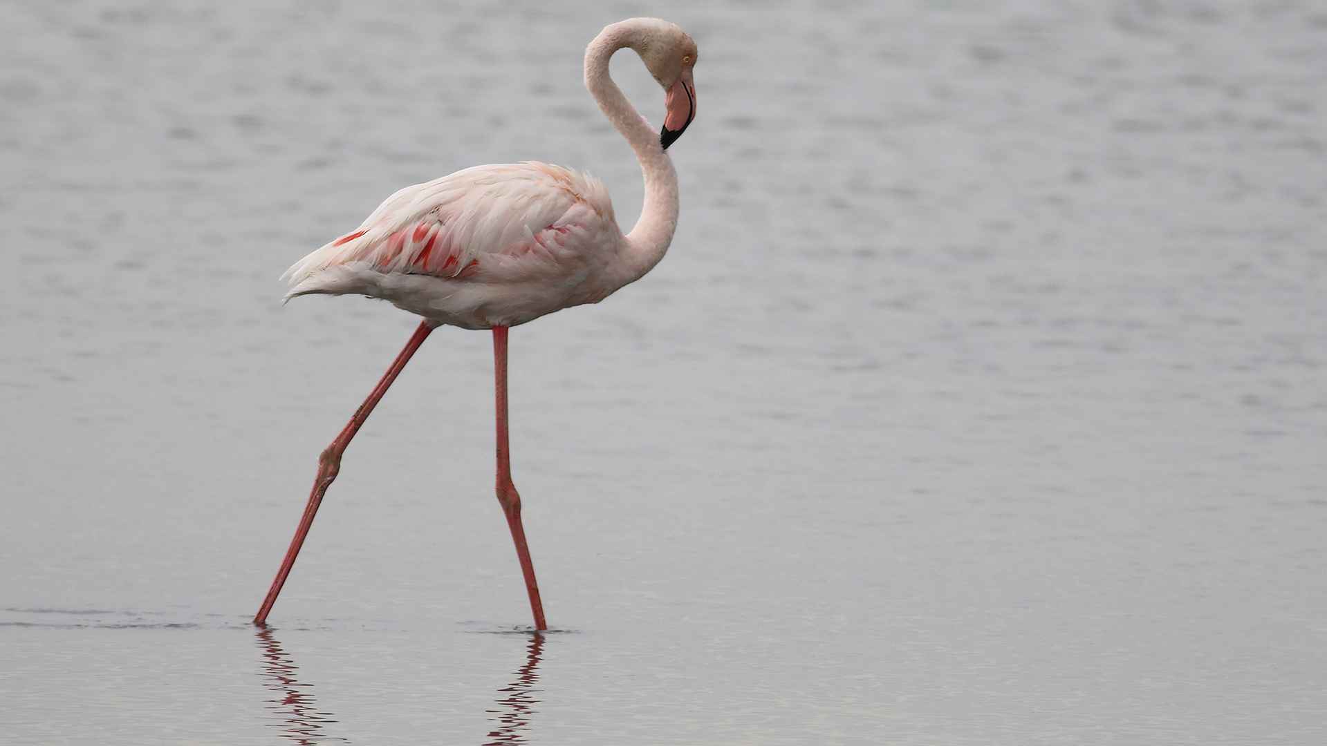 Greater Flamingo
